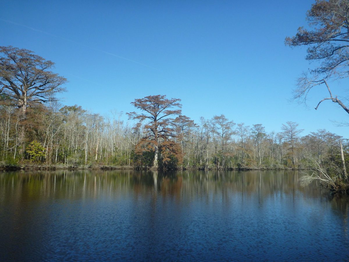 Property along Salmon Creek in Bertie County is one of eight tracts Weyerhaeuser says it will set aside for conservation. Photo: NCDNCR