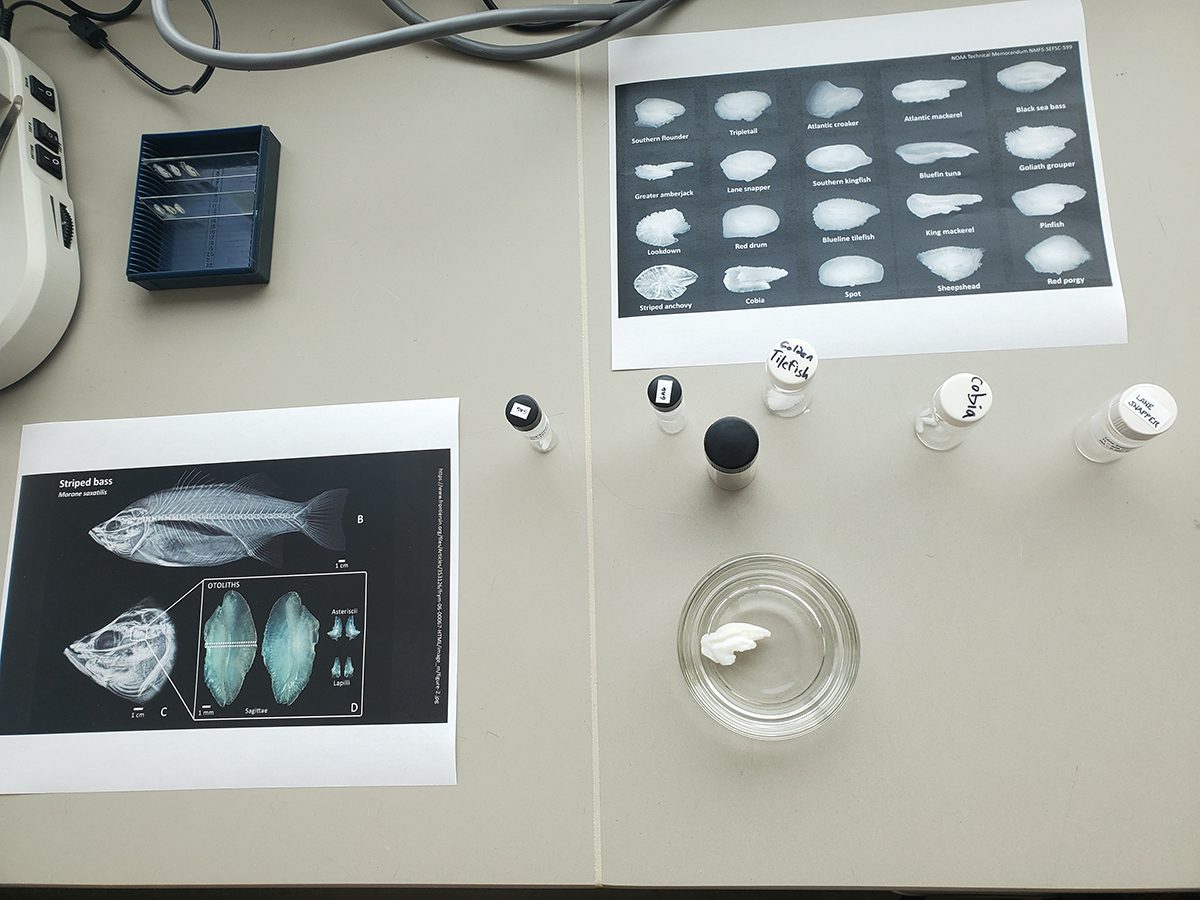 A display on fish otoliths shows the location of this important ear bone in a fish (left) and actual samples from a variety of fish species. Otoliths help fish hear and orient themselves in the water, and they can tell scientists a fish's age and species. Photo: Corinne Saunders