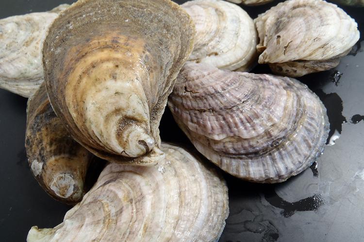 Eastern oyster. Photo: NOAA