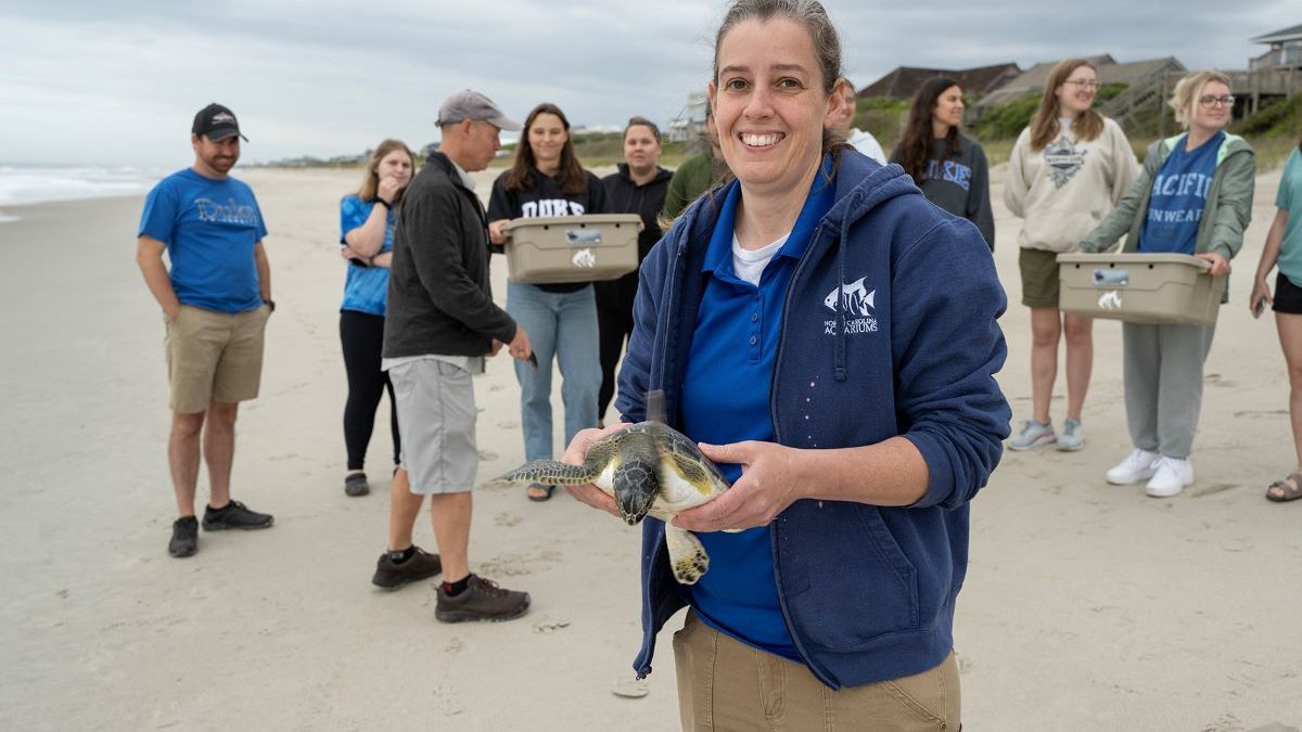 Photo: Michele Lamping, N.C. Aquarium at Pine Knoll Shores aquarist, holds one of the four green sea turtles that were released Thursday as students and teacher from Duke University Marine Lab look on. Photo: NCAPKS