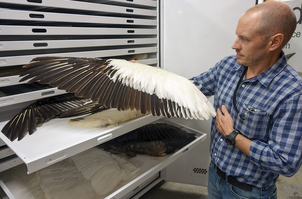 Brian O’Shea is the ornithology collections manager for North Carolina Museum of Natural Sciences. Photo: NCMNS