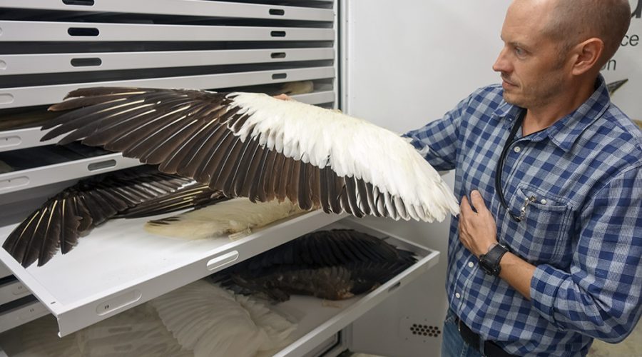 Brian O’Shea is the ornithology collections manager for North Carolina Museum of Natural Sciences. Photo: NCMNS