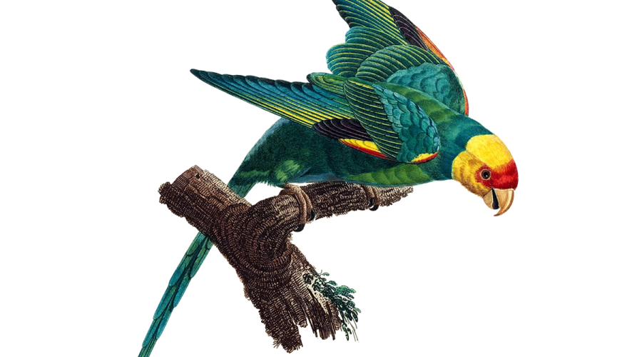 A Carolina parakeet as rendered from an original by Jacques Barraband circa 1800.
