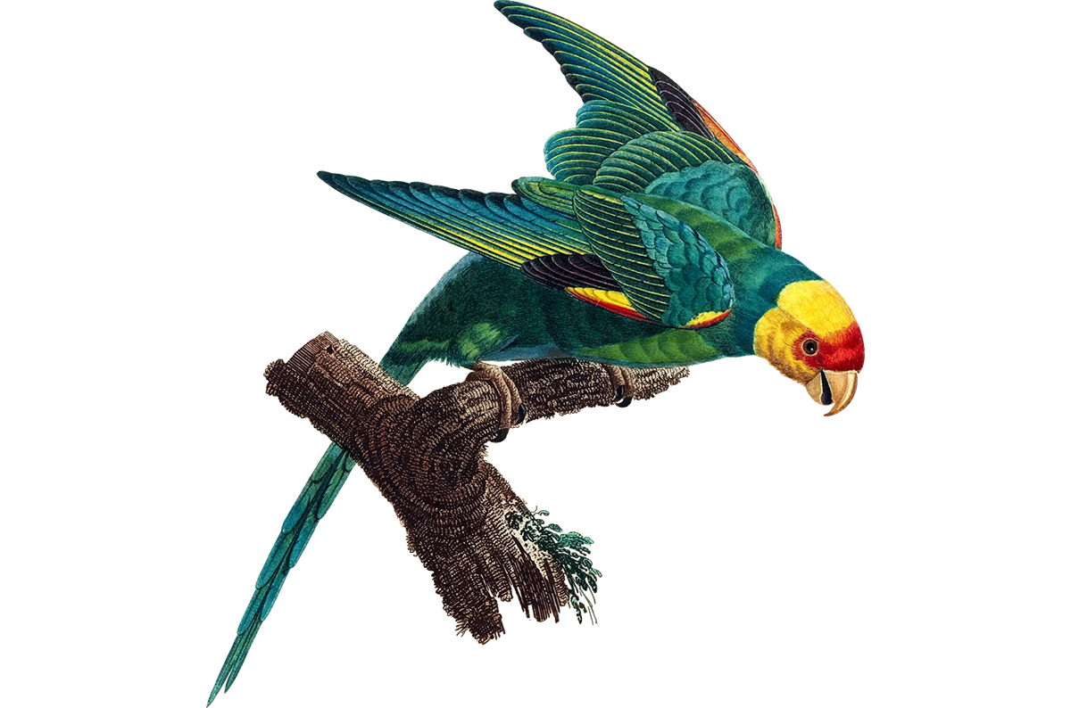 A Carolina parakeet as rendered from an original by Jacques Barraband, circa 1800.