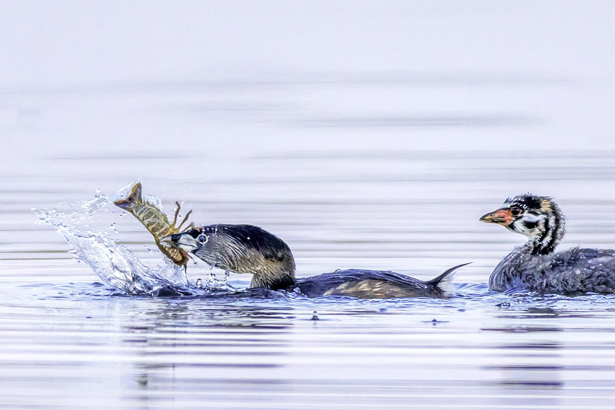 A pied-billed grebe chick watches intently as mother prepares a crawfish for breakfast at North River Wetlands Preserve in Otway. Photo: Doug Waters