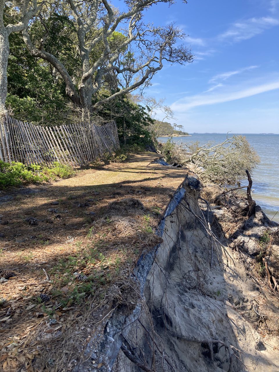 The increasingly eroding shoreline at the Elizabethan Gardens reveals the black striated layer from the 1600s. Photo: Catherine Kozak