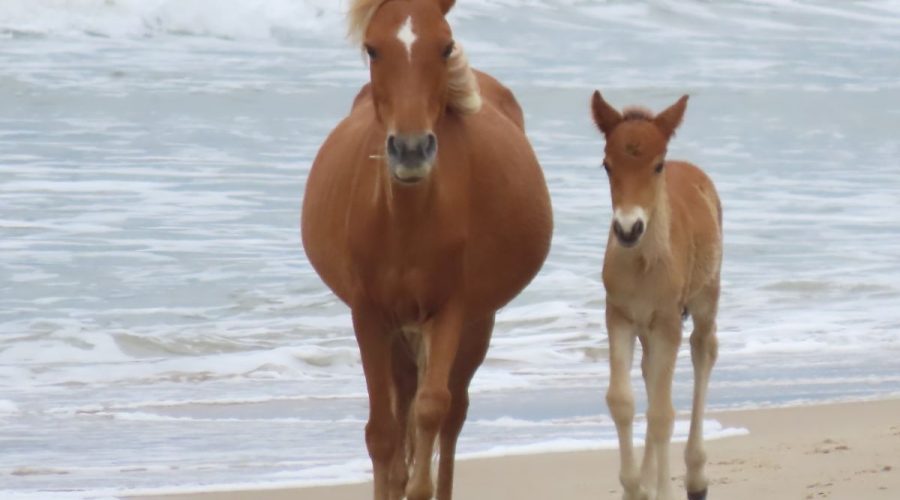 Mare trots while her colt canters beside her on ocean beach - NPS Photo - C. Wasley