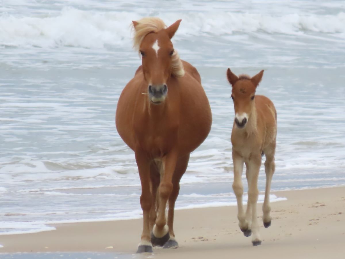 Mare trots while her colt canters beside her on ocean beach - NPS Photo - C. Wasley