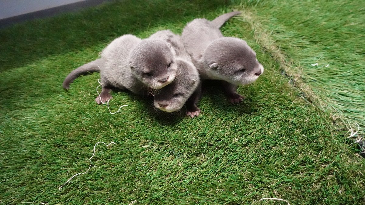 The three new Asian small-clawed otter pups at N.C. Aquarium at Fort Fisher. Photo: NC Aquariums