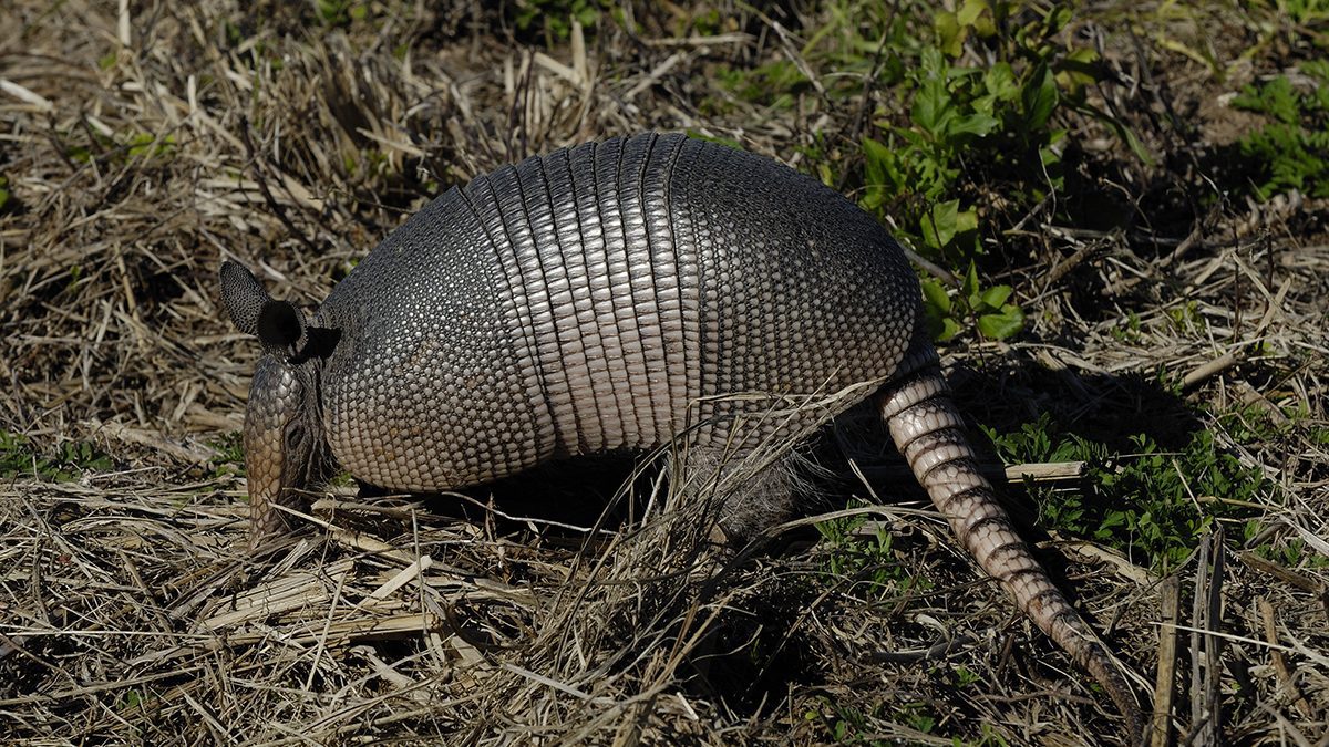 A nine-banded armadillo. Photo: Hans Stieglitz/CCO