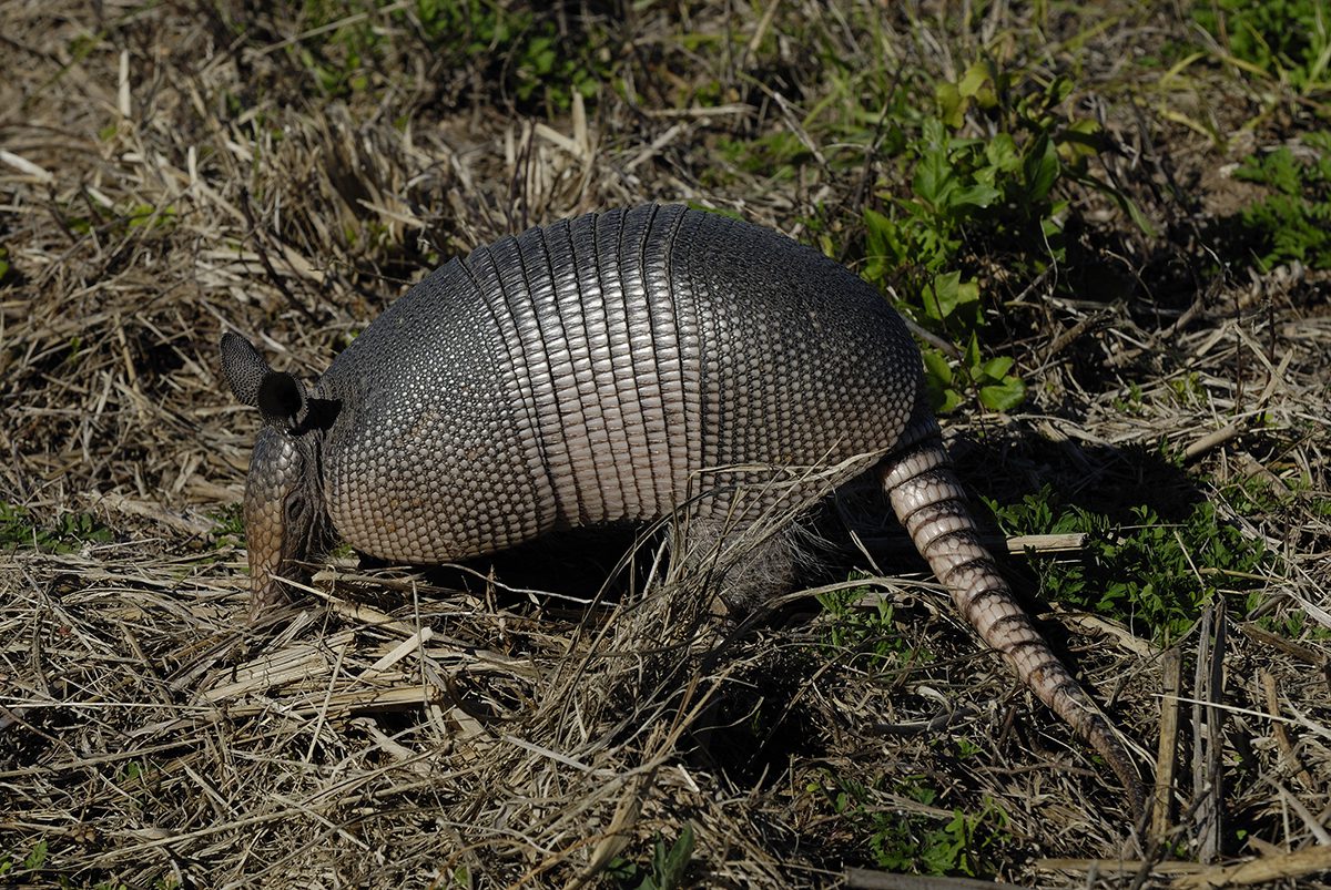 A nine-banded armadillo. Photo: Hans Stieglitz/CCO