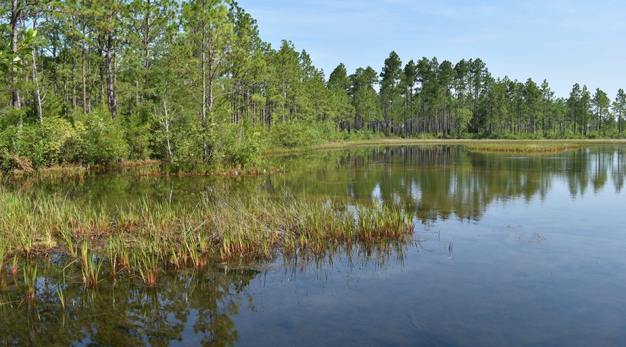 Isolated wetlands in Brunswick County. Photo: Kristie Gianopulos/NC Division of Water Resources