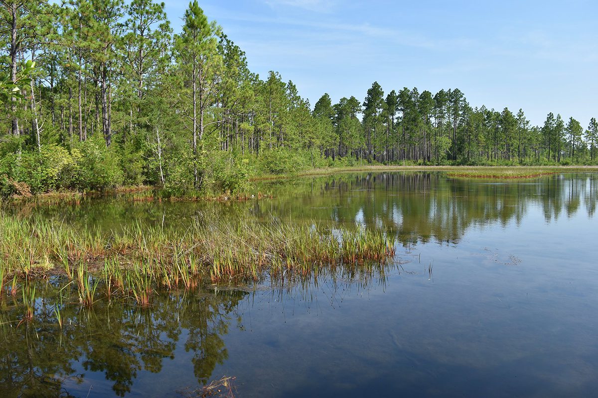 Isolated wetlands in Brunswick County. Photo: Kristie Gianopulos/NC Division of Water Resources
