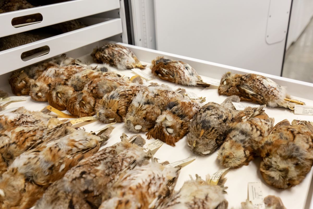 Owl specimens in the ornithology collection. Photo: NCNMS