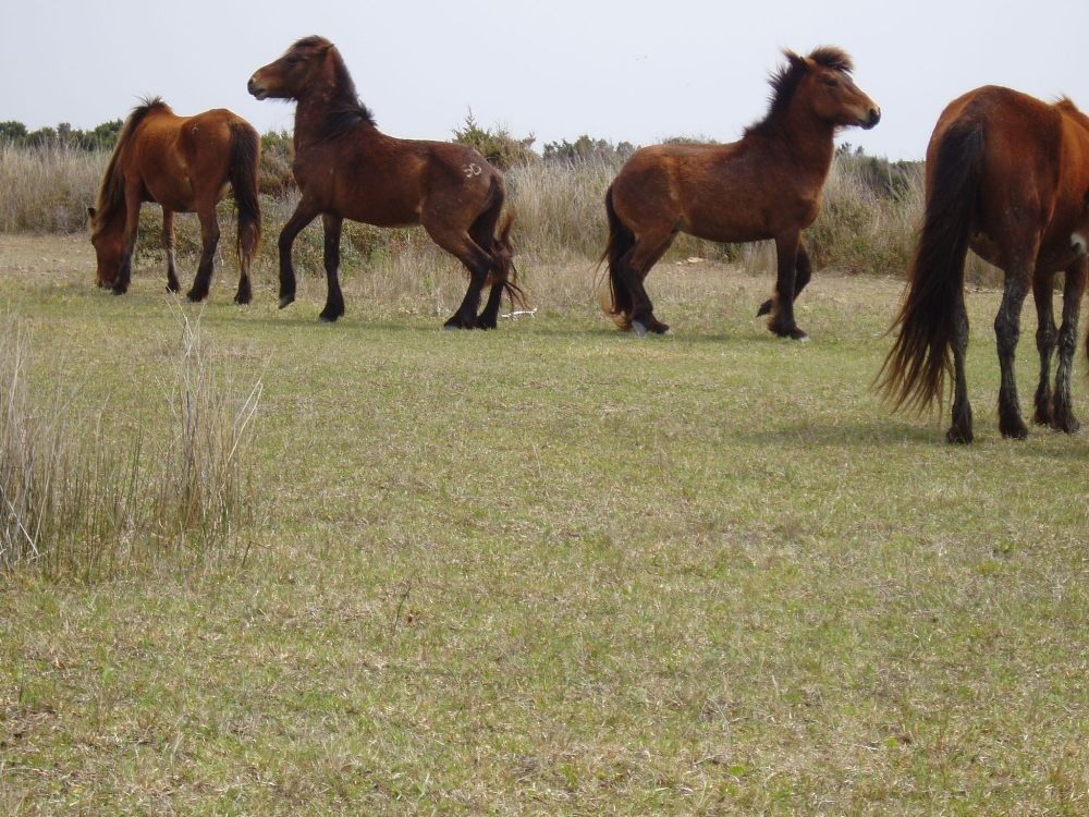 The stallion that died unexpectedly Wednesday, while not shown here, was part of this Shackleford Banks herd. Photo: National Park Service