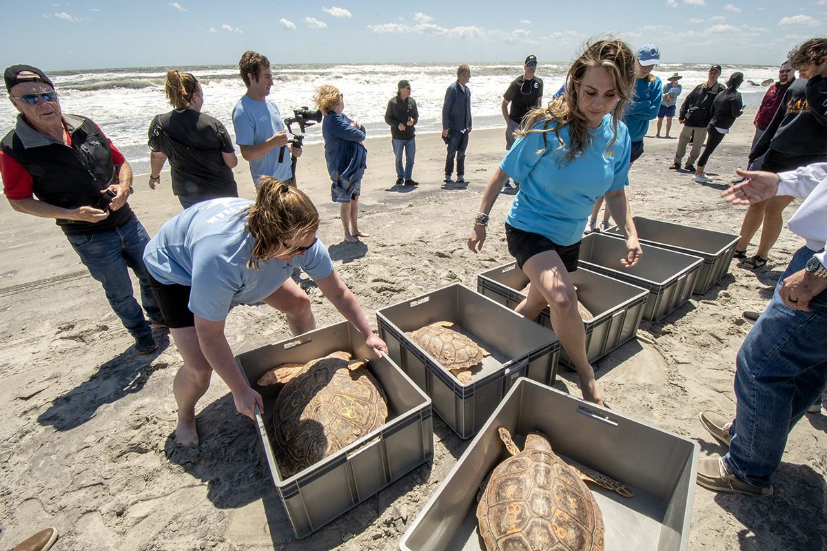 Wonders of Wildlife National Museum and Aquarium Aquarist Jaquelyn Denny, left, and Head Aquarist Holly Blackwood, center, prepare to release a group of rehabilitated loggerhead sea turtles May 1 at Fort Macon State Park. Photo: Dylan Ray