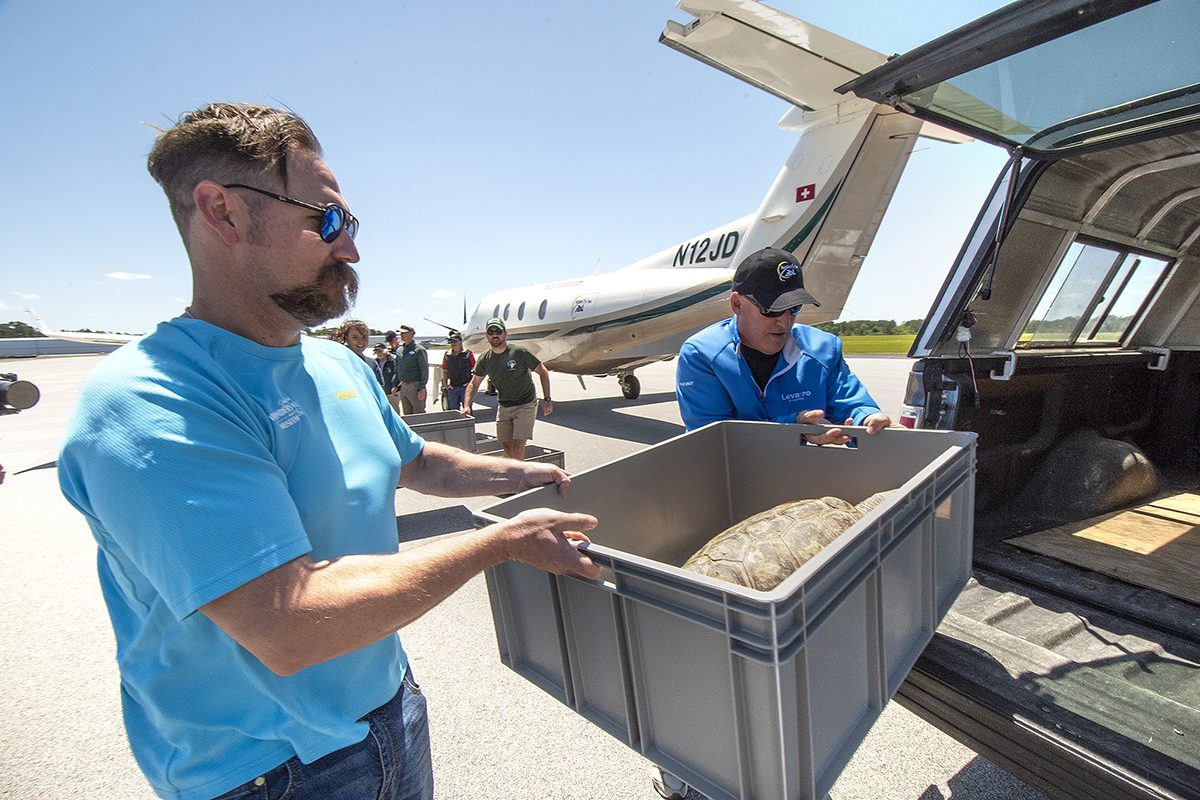 Mike Daniel, left, Director of Animal Husbandry at Wonders of Wildlife National Museum and Aquarium loads a Loggerhead sea turtle Monday for release back into the Atlantic Ocean. Photo: Dylan Ray