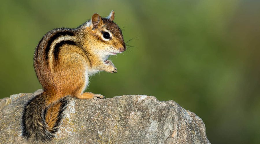 An eastern chipmunk, Tamias striatus, sits on its hind legs on a rock. Photo: N.C. Wildlife Resources Commission