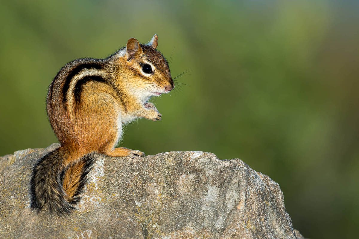 An eastern chipmunk, Tamias striatus, sits on its hind legs on a rock. Photo: N.C. Wildlife Resources Commission