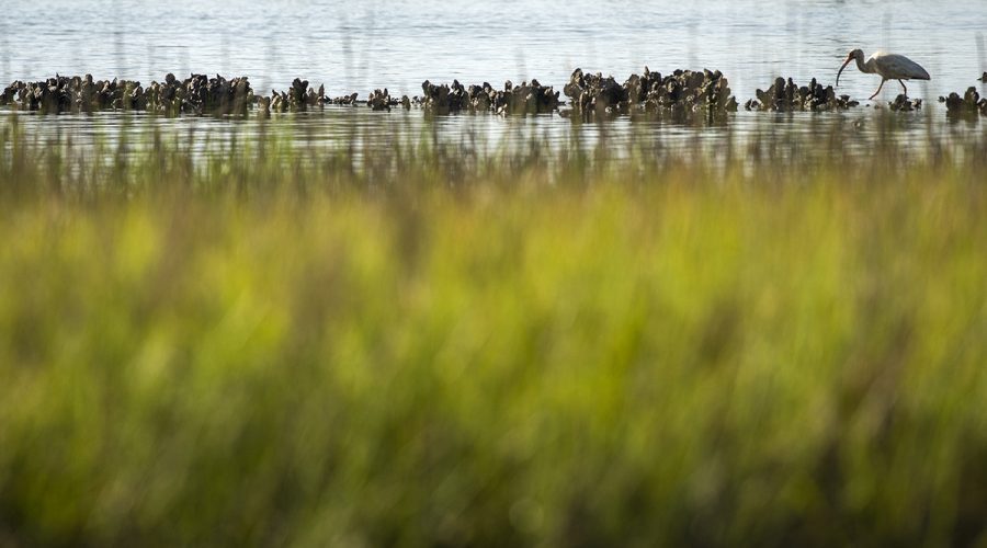 A lone Ibis hunts near a ridge of oysters near low tide on a recent morning in Marshallberg. Photo: Dylan Ray