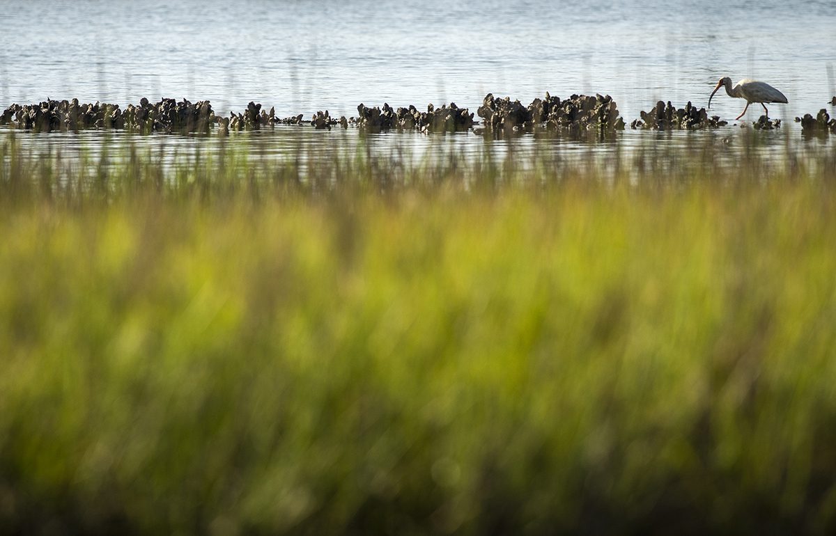 A lone Ibis hunts near a ridge of oysters near low tide on a recent morning in Marshallberg. Photo: Dylan Ray