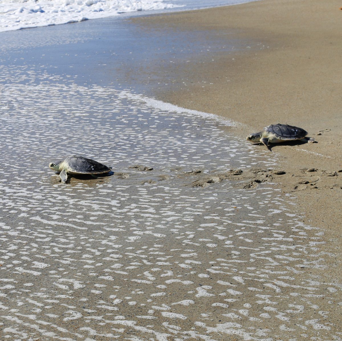 "Shellabrate" turtles, like these Kemp Ridleys, Tuesday as part of World Turtle Day. Photo: NC Aquariums