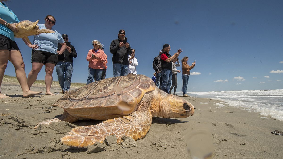 A rehabilitated loggerhead sea turtle makes its way May 1 to the waters of the Atlantic Ocean at Fort Macon State Park. Photo: Dylan Ray