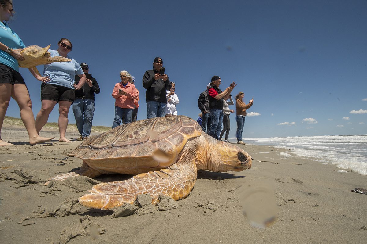 A rehabilitated loggerhead sea turtle makes its way May 1 to the waters of the Atlantic Ocean at Fort Macon State Park. Photo: Dylan Ray