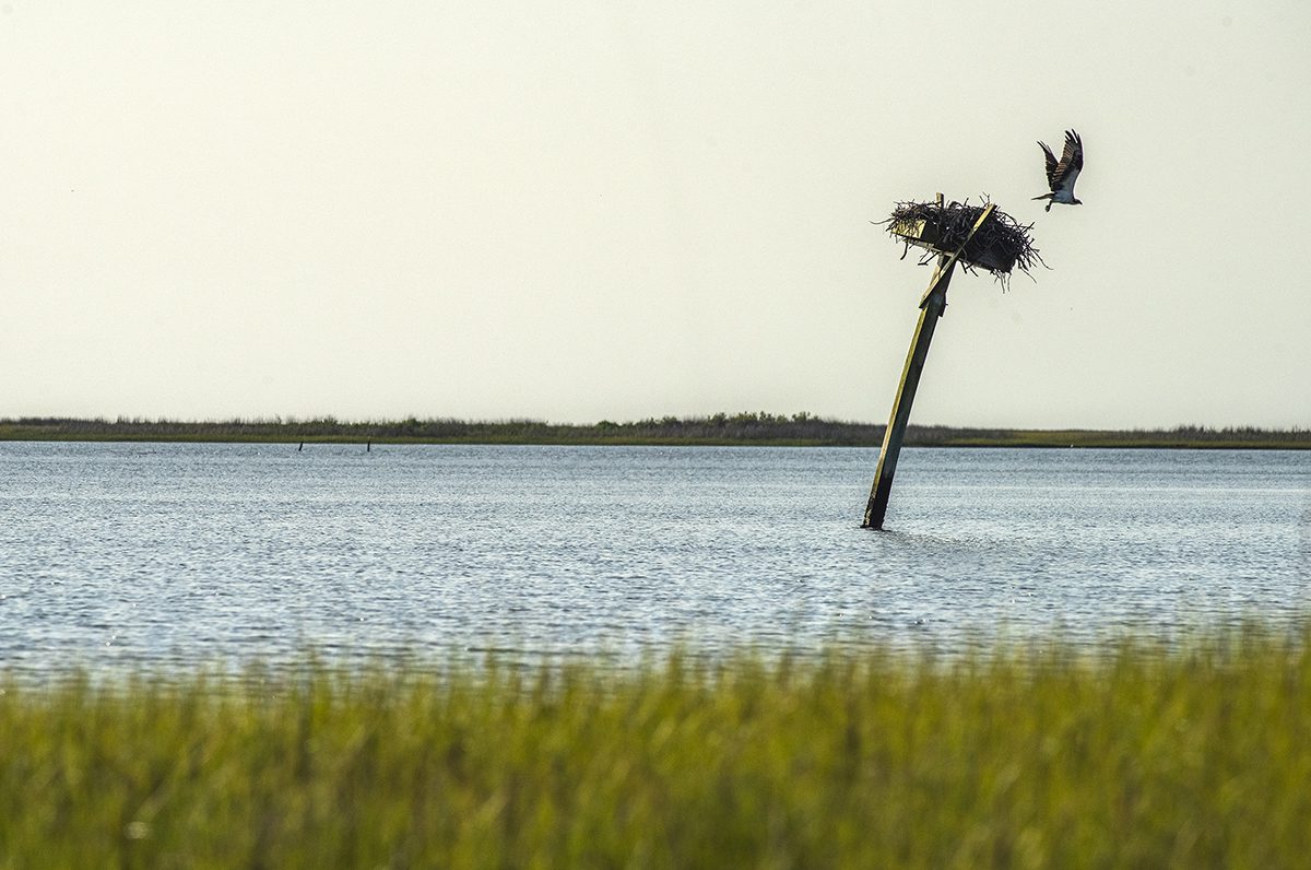 An osprey takes flight from chicks in a nest on a piling above the waters of Midden Creek near Tusk in Down East Carteret County. Photo: Dylan Ray