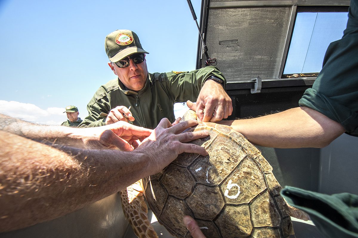 Fort Macon State Park Ranger Ben Fleming, center, carefully removes a tag from the flipper of a loggerhead May 1 before releasing the animal back into the Atlantic Ocean. Photo: Dylan Ray