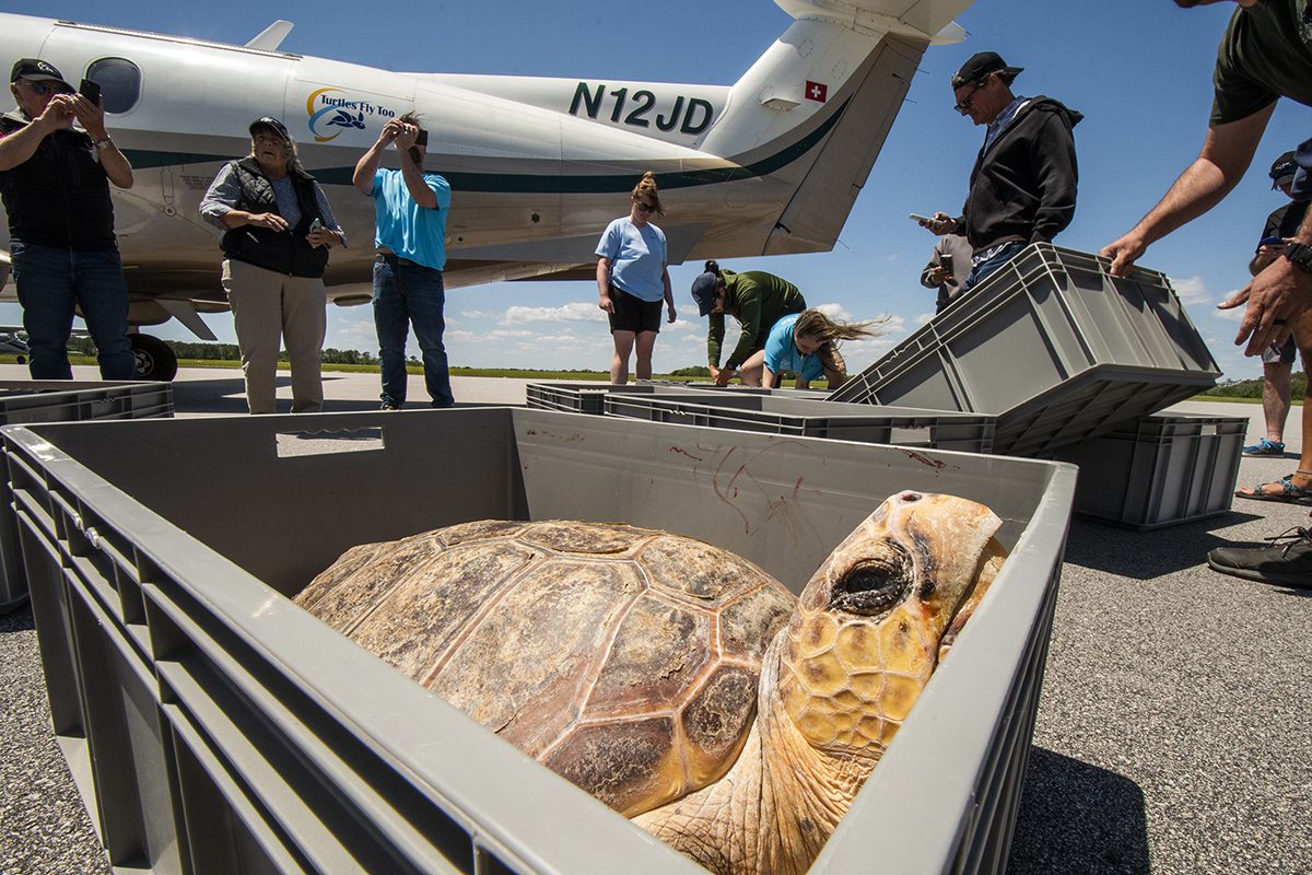A loggerhead waits on the tarmac at Michael J. Smith Field in Beaufort after a flight from the Wonders of Wildlife National Museum and Aquarium in Springfield, Missouri. Photo: Dylan Ray