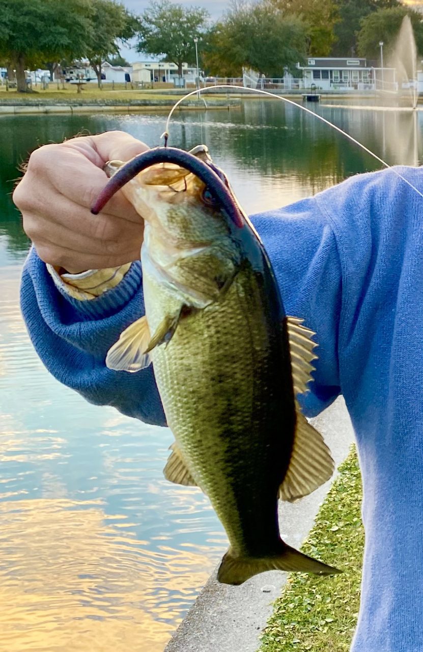 Another bass that ate a Senko fished by Rick Harper of Rock Hill, South Carolina, during a visit to the North Carolina coast. Photo: Gordon Churchill