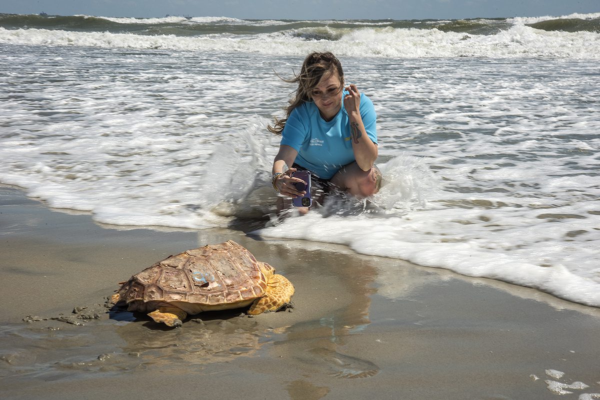 Wonders of Wildlife National Museum and Aquarium Lead Aquarist Holly Blackwood takes a few final photographs of a loggerhead as it is released back into the Atlantic Ocean May 1 at Fort Macon State Park. Photo: Dylan Ray