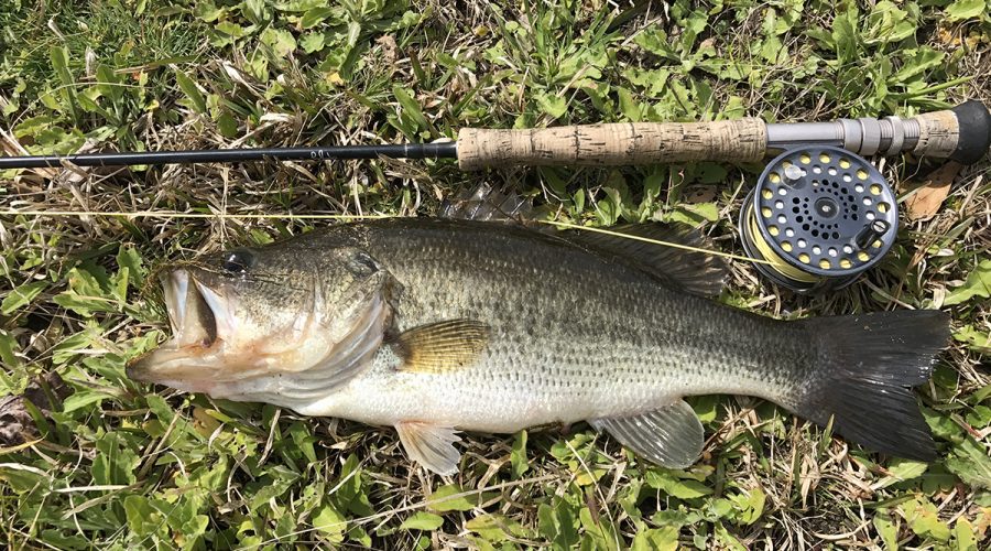 This beautiful largemouth was caught on a fly rod popper. Photo: Capt. Gordon Churchill