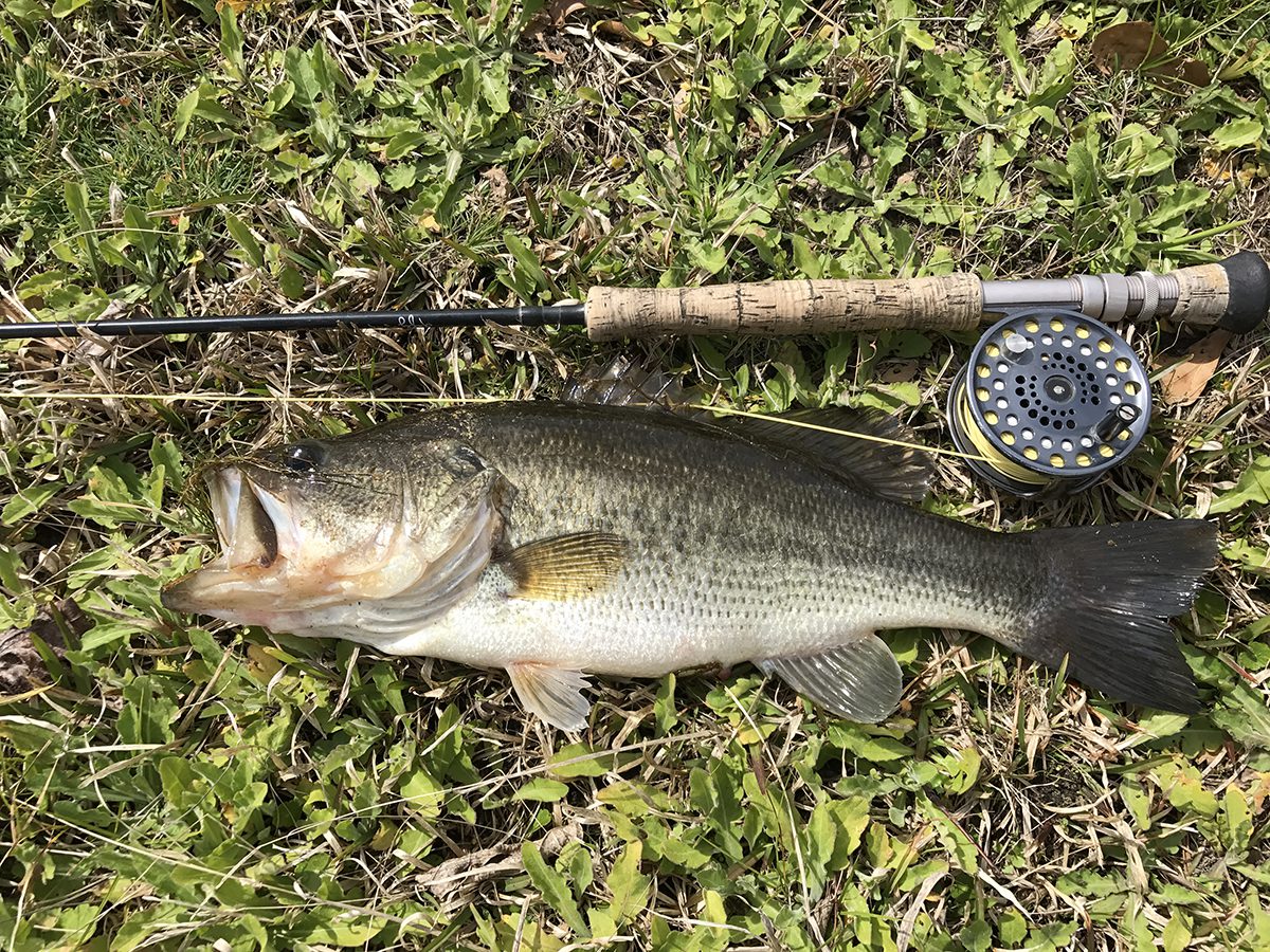 50 Fish, 50 States: Bass of the Waterfalls - Cool Green Science