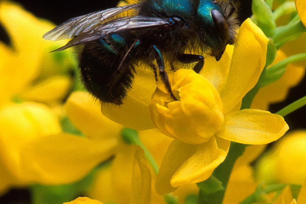 Saturday is World Bee Day. Photo: USDA