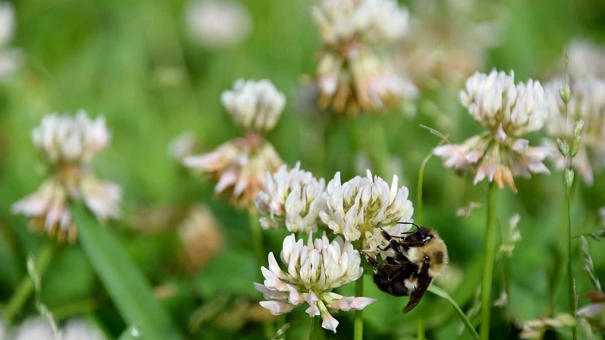 A bee hangs on as it busily gathers pollen from backyard clover flowers. Photo: Mark Hibbs