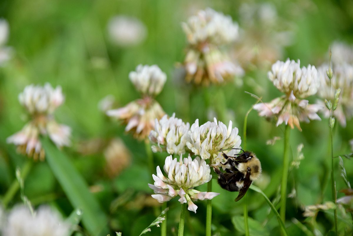 A bee hangs on as it busily gathers pollen from backyard clover flowers. Photo: Mark Hibbs