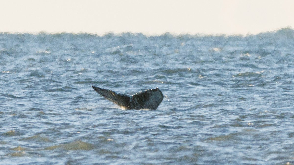 A humpback whale navigates the tide May 4 in Beaufort Inlet, as photographed from Fort Macon State Park. Photo: Doug Waters