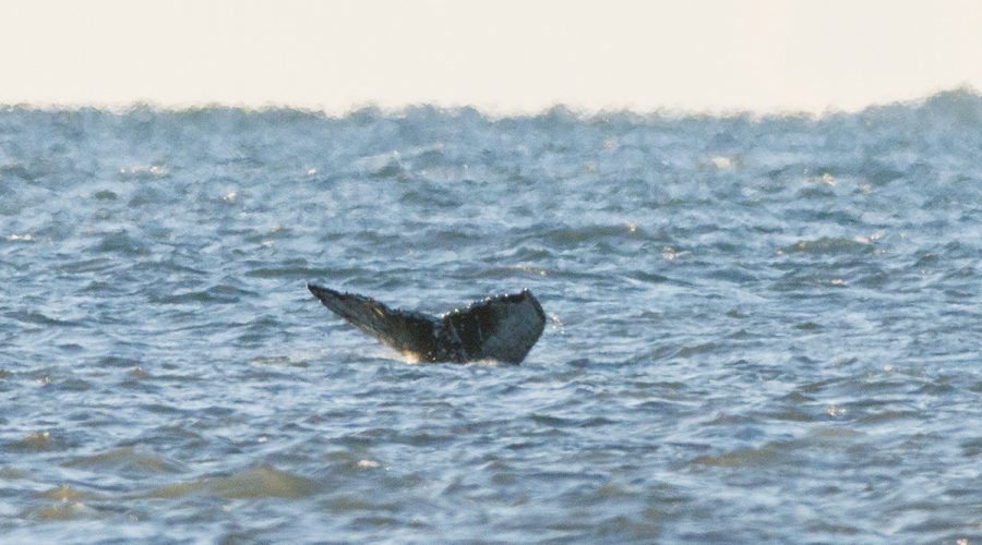 A humpback whale navigates the tide May 4 in Beaufort Inlet, as photographed from Fort Macon State Park. Photo: Doug Waters