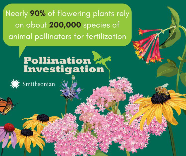 The Museum of the Albemarle's History for Lunch will focus on beekeeping and the Pollination Investigation traveling exhibit through the Smithsonian. Graphic: Smithsonian