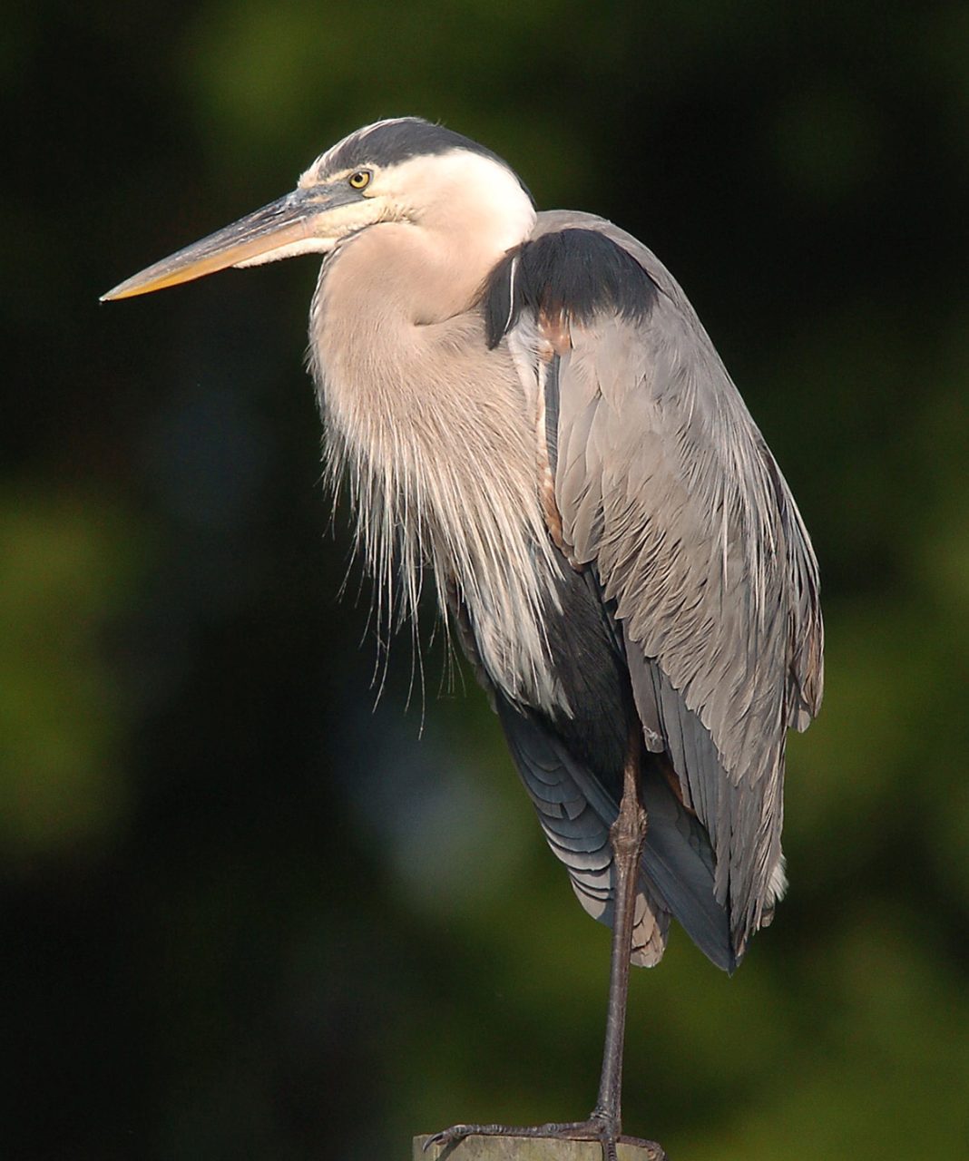 A great blue heron soaks in the early morning light on Pages Creek in northern New Hanover County. Photo: Mark Courtney