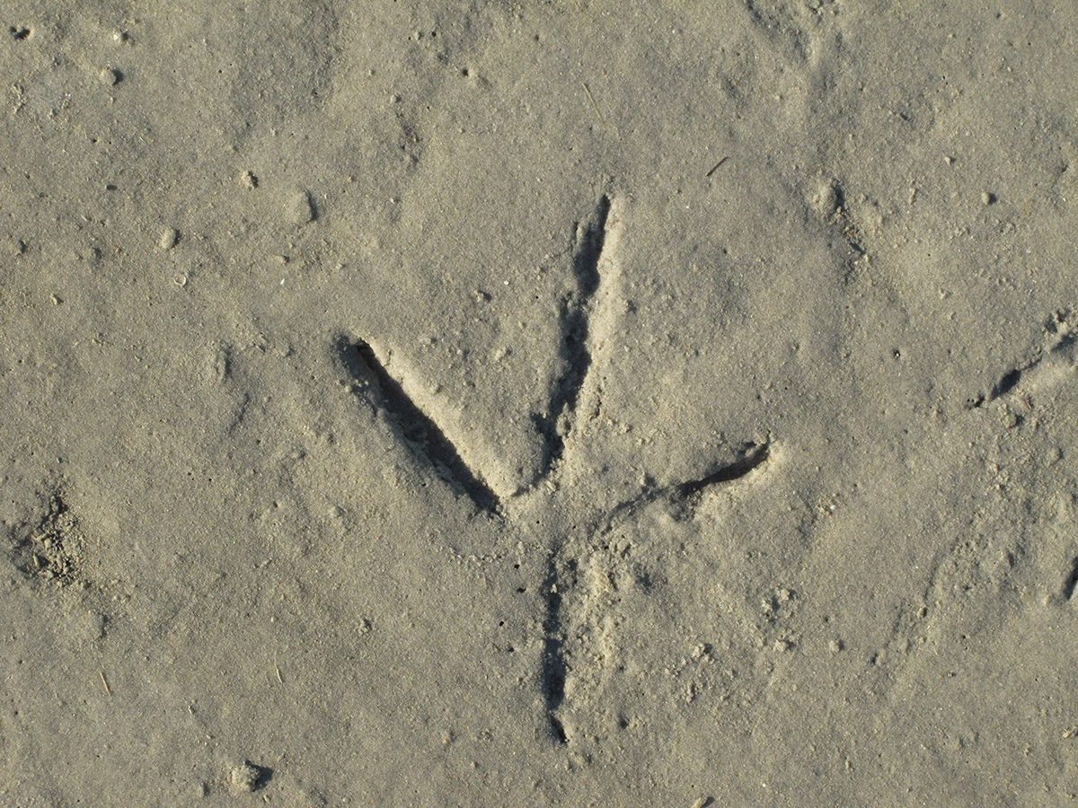 A large footprint on Figure Eight Island was most likely made by a great blue heron or great egret. Photo: Mark Courtney