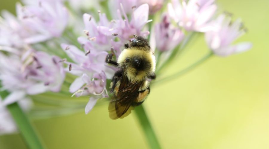 Rusty patched bumble bee (Bombus affinis). Credit: Sarina Jepsen / Xerces Society