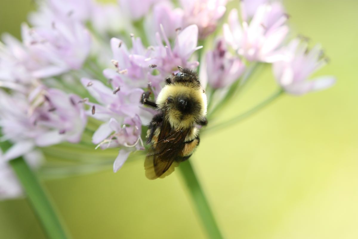 Rusty patched bumble bee (Bombus affinis). Credit: Sarina Jepsen / Xerces Society