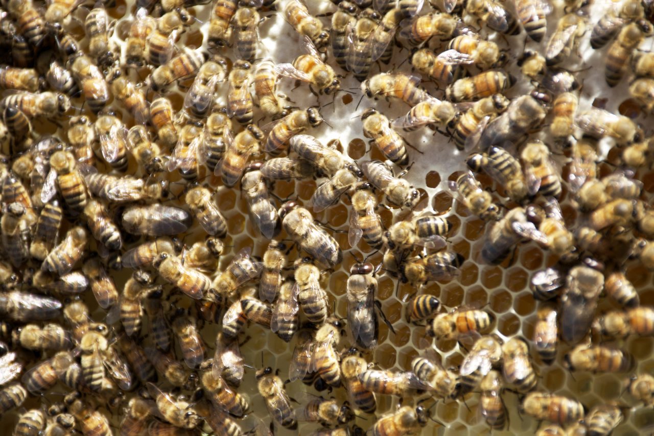 Bees scurry to fill the honeycomb of a frame in Denise Deacon's hive in Kitty Hawk. Photo: Kip Tabb