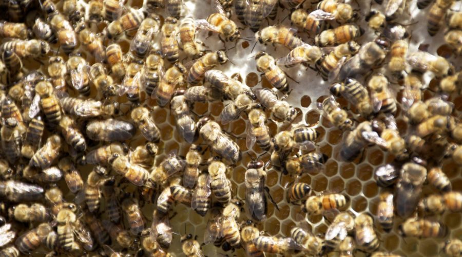 Bees scurry to fill the honeycomb of a frame in Denise Deacon's hive in Kitty Hawk. Photo: Kip Tabb