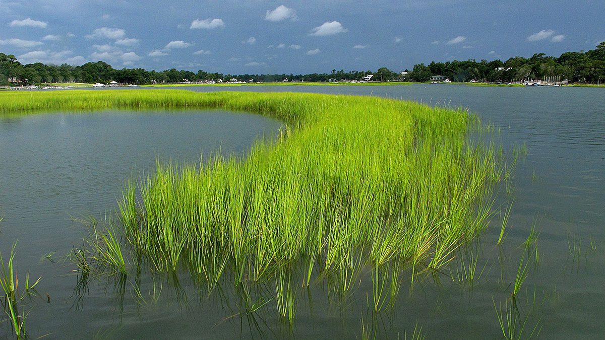 Marsh grass glows a fluorescent green as a thunderstorm moves over Pages Creek in northern New Hanover County just outside of Wilmington. Photo: Mark Courtney