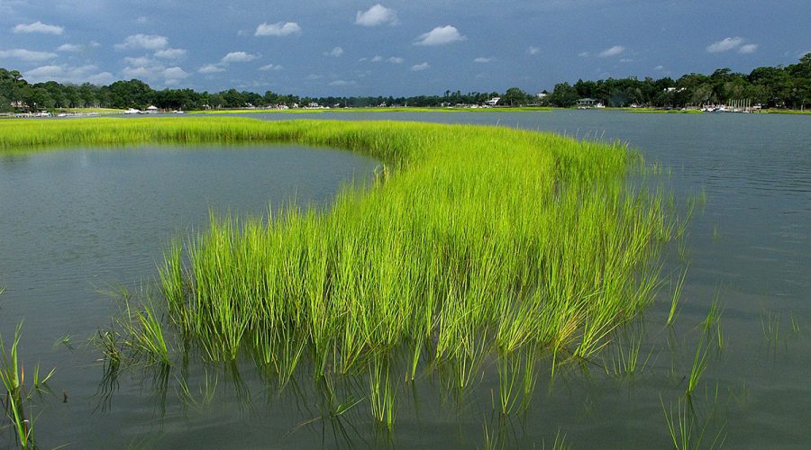 Marsh grass glows a fluorescent green as a thunderstorm moves over Pages Creek in northern New Hanover County just outside of Wilmington. Photo: Mark Courtney