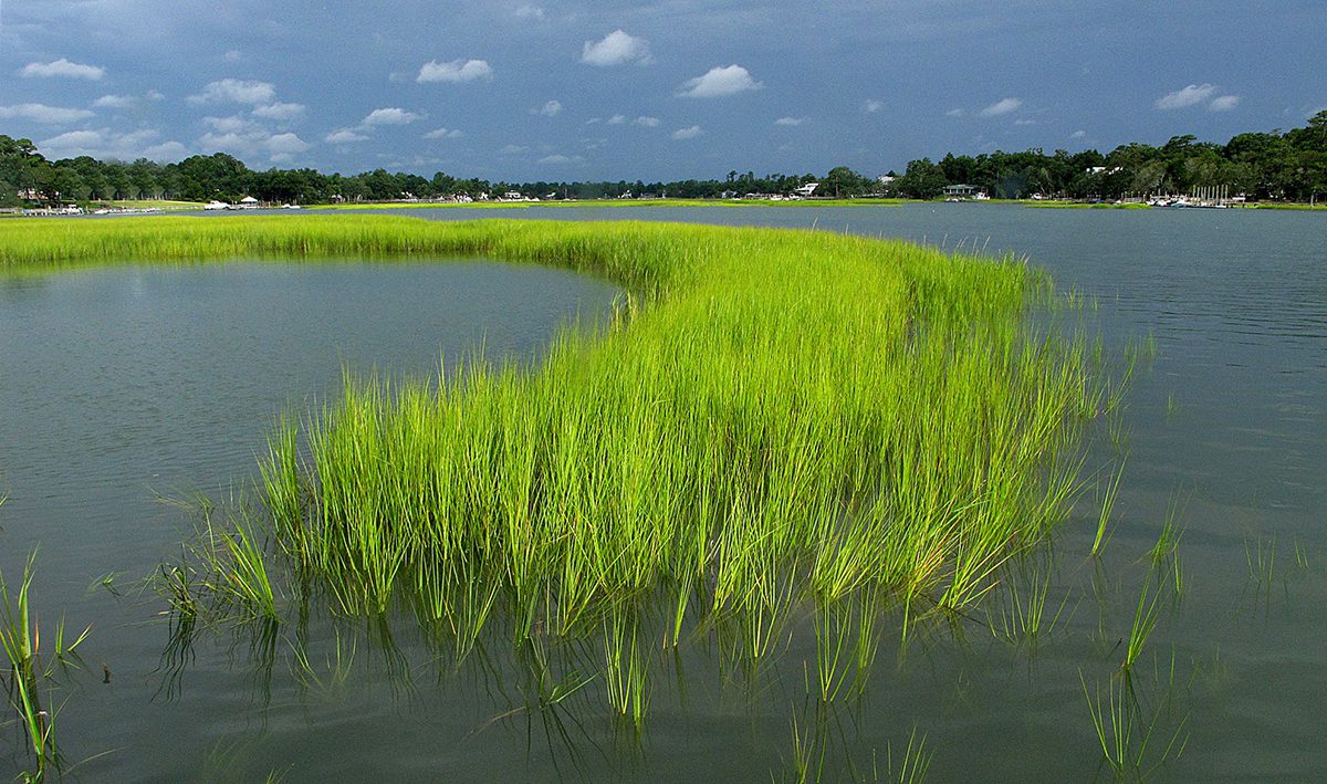 Marsh grass glows a fluorescent green as a thunderstorm moves over Pages Creek in northern New Hanover County just outside of Wilmington. Photo: Mark Courtney